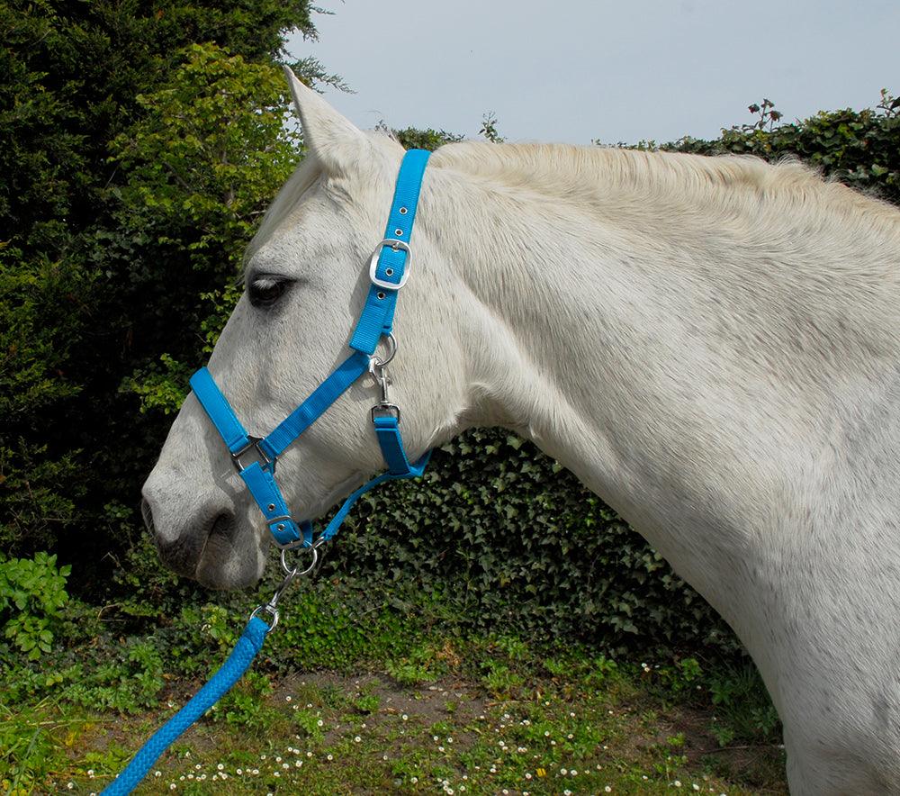 Rhinegold Carnival Licol et Longe - SHOPHORSE